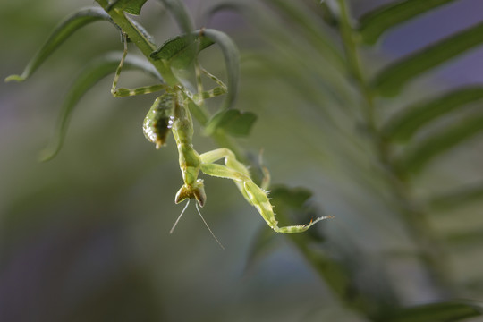 栖息在绿色植物上的螳螂