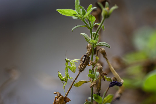 栖息在绿色植物上的螳螂