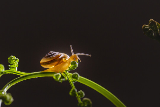 绿色藤蔓上爬行的蜗牛