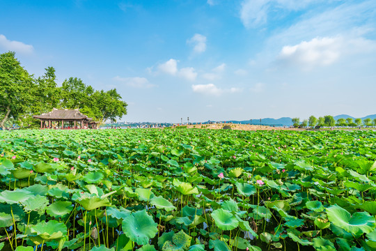 杭州西湖夏天白堤断桥荷花荷叶