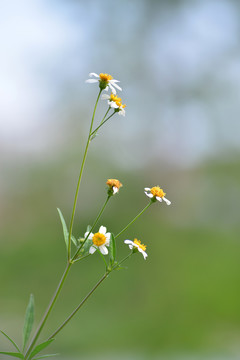 装饰花