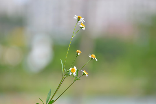 小花