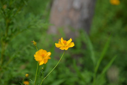 小野菊