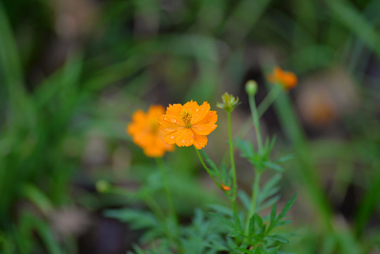 小野菊