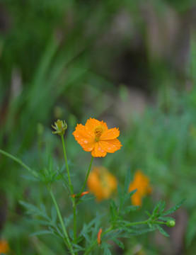 小野菊