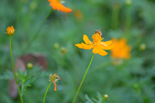 小野菊