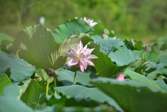 夏荷