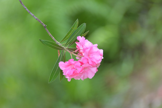 紫色花朵