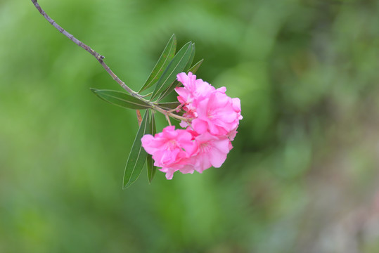 紫色花朵