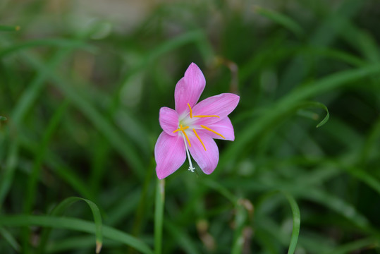 风雨花