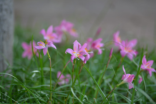 风雨花