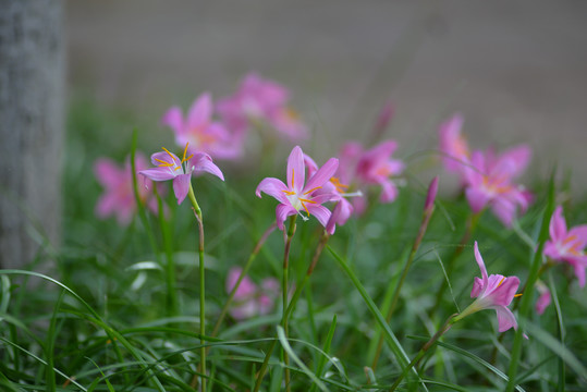 风雨花