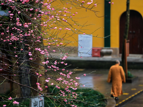 雨中红梅