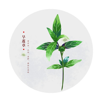 旱蓮草