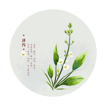 澤瀉