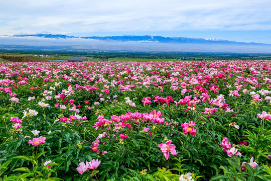 芍药花海