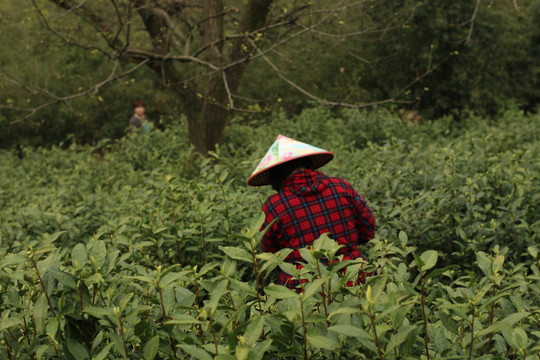 茶园里采茶叶的茶农