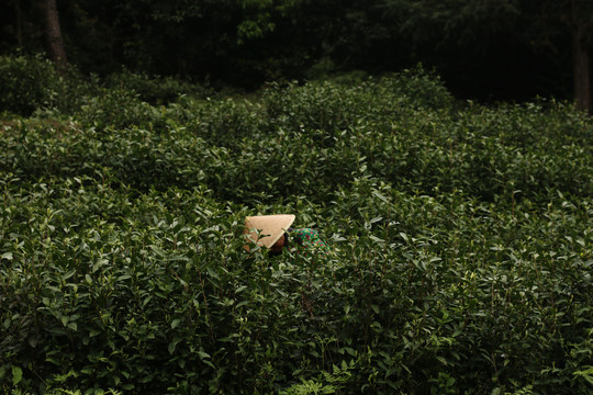 茶园里采茶叶的茶农