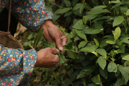 茶园里采茶叶的茶农