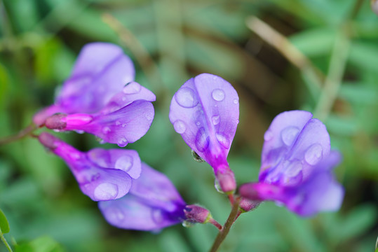 紫槐花