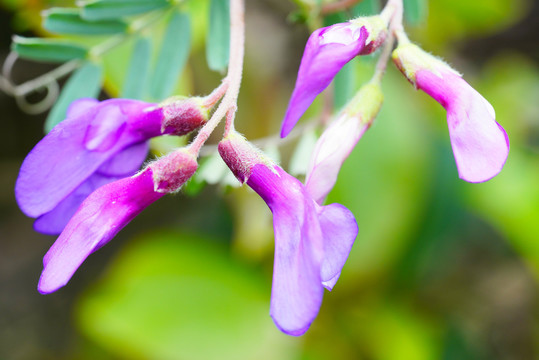 紫槐花