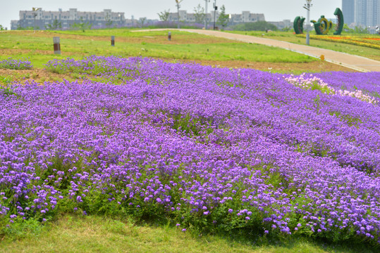 花田