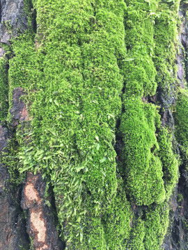 绿树青苔树皮苔藓树皮