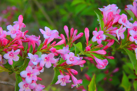 锦带花