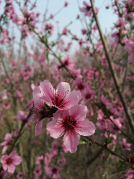 桃花