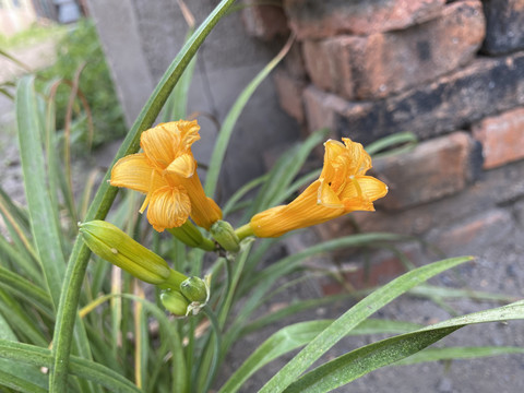 黄花菜