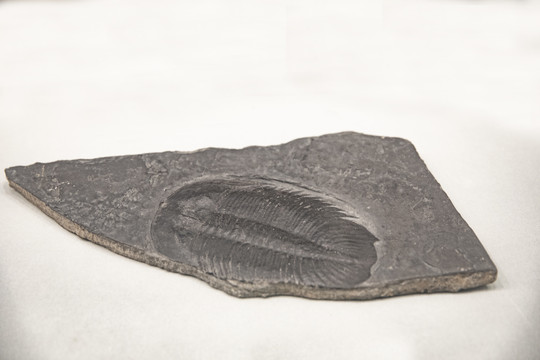 湘西三叶虫化石