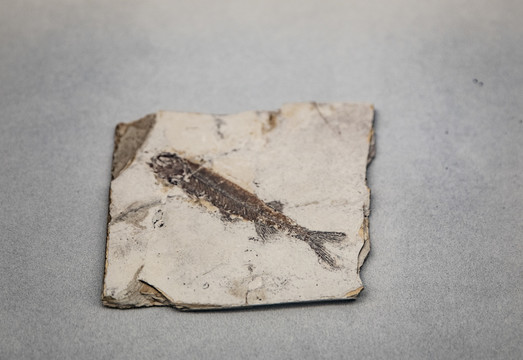 鳞齿鱼化石