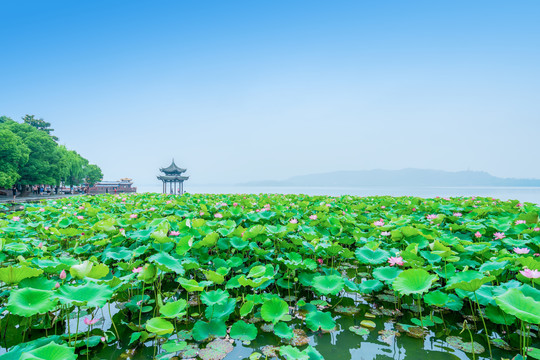 杭州西湖夏天荷花荷叶与集贤亭