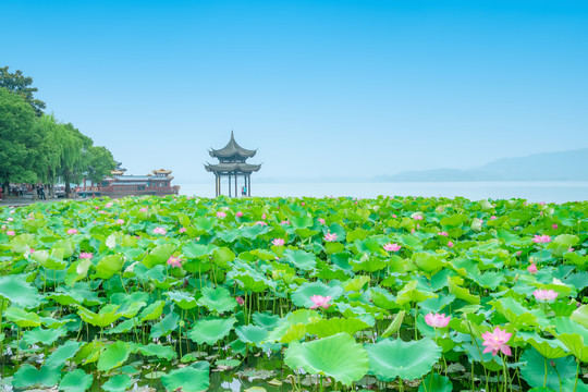 杭州西湖荷花荷叶与集贤亭