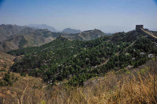 金山岭春色