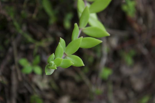 垂盆草