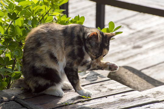 户外流浪猫