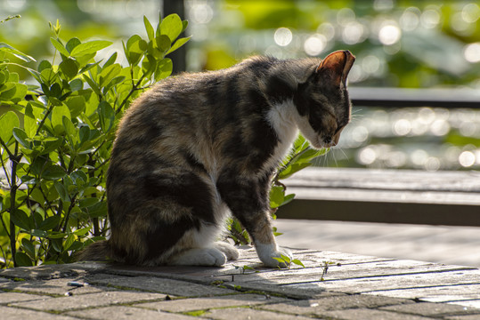 流浪猫