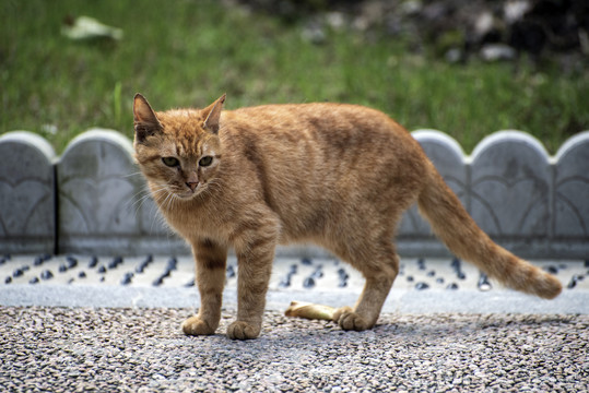 黄色小猫