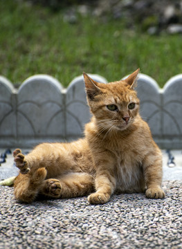 霸气流浪猫