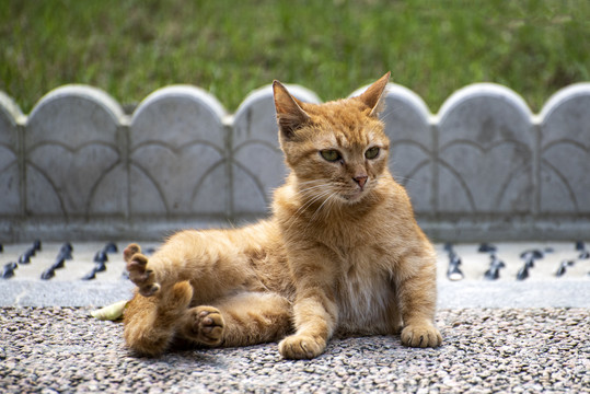 流浪猫