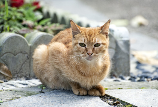 可怜的流浪猫