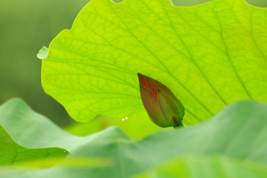 荷花