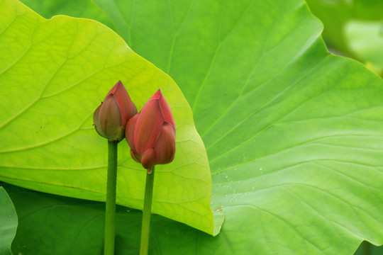 荷花