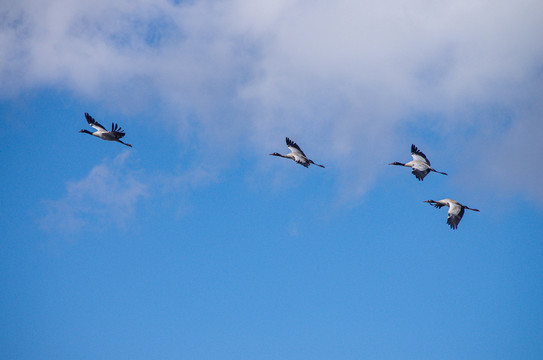 天空中的黑颈鹤