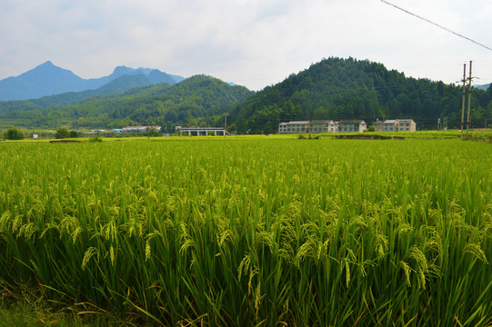 乡村美景