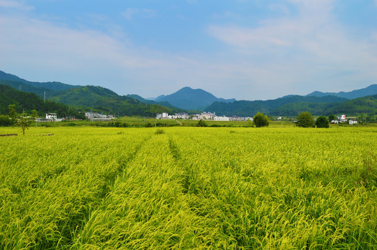 乡村美景