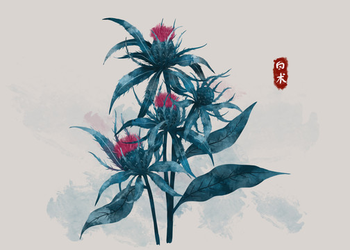 白術(shù)