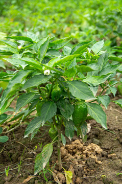 辣椒标植物本