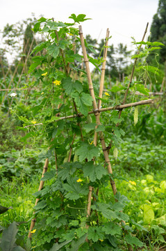 苦瓜植株